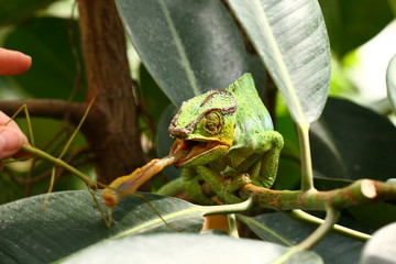 klebezunge © sunset man