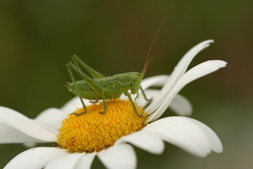 grashüpfer auf blüte