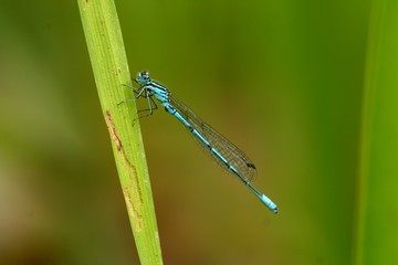 blaue libelle
