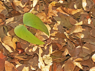 winter mopani leafs