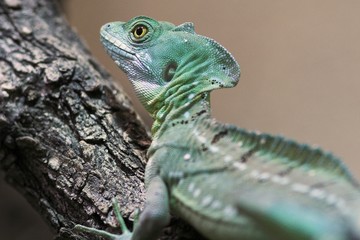 double-crested basilisk