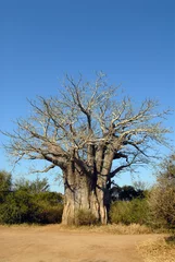 Papier Peint photo autocollant Baobab baobab