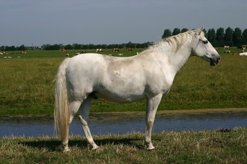 Obraz na płótnie Canvas siwy koń, zielone pastwiska