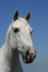 Obraz na płótnie Canvas Portret koń siwy