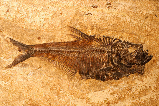 fish fossil