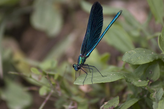 libellule bleue de cours d'eau