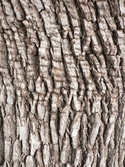 tree bark