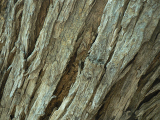 tree bark
