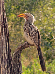 yellow hornbill bird zazo