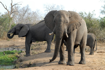 Fototapeta na wymiar słoń słoń-