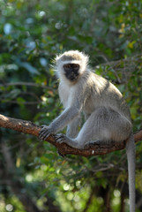 grivet-singe vert