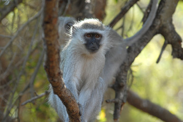 grivet-singe vert