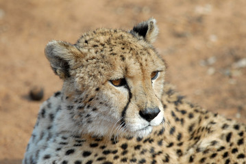 guépard-cheetah