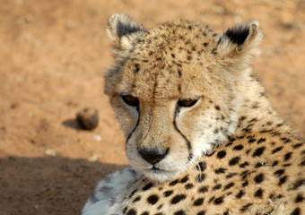 guépard-cheetah