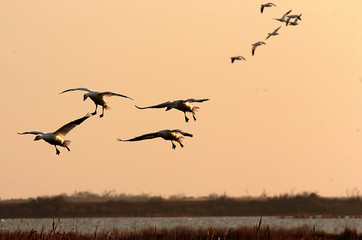 snow geese at sunset