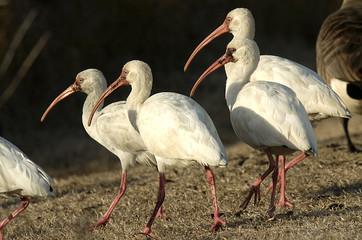 ibis