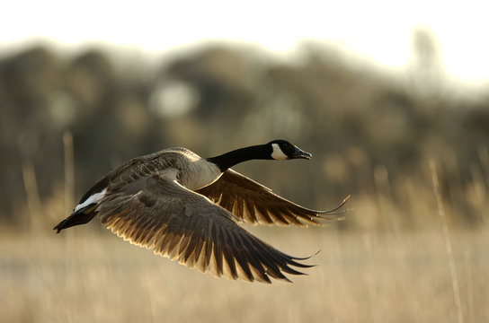 Canada goose peru españa best sale