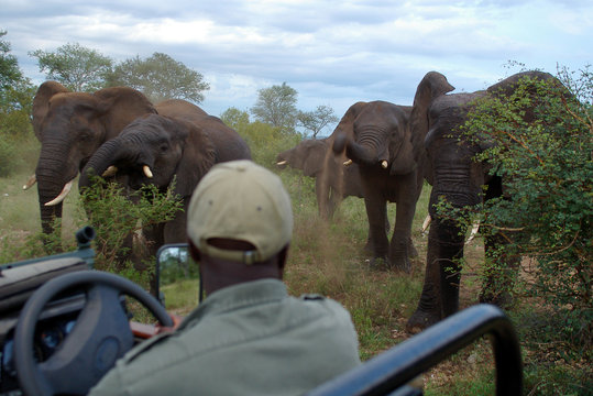 elefanten am geländerwagen