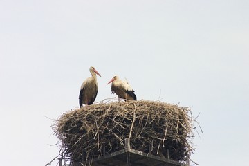 young storks