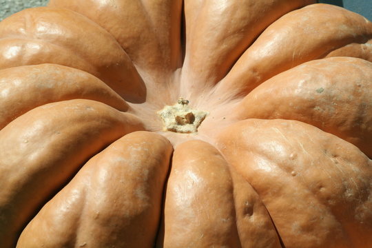 bout de courge