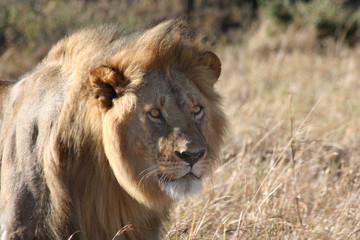 Obraz na płótnie Canvas male lion stand
