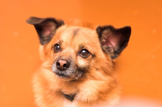 dog on orange background