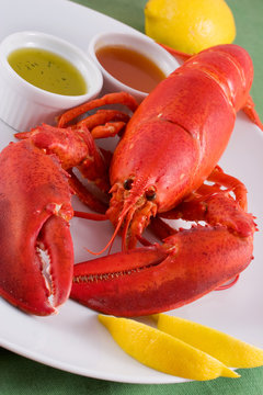 lobster