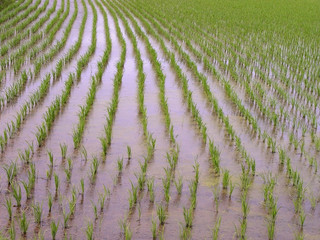 Naklejka premium rice field texture