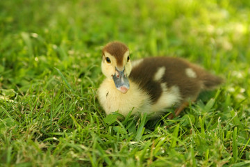 baby duck