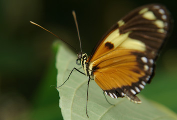 the ecuadorian butterfly