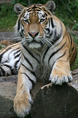 amurtiger