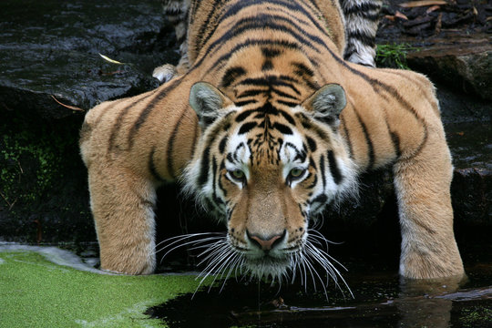 amurtiger