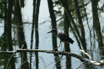 black headed night heron walking
