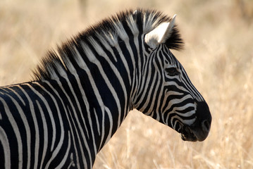 zebre-zebra