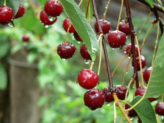 red cherries