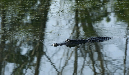 crocodile swimming in pond