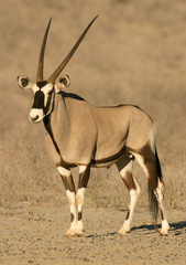 gemsbok antelope