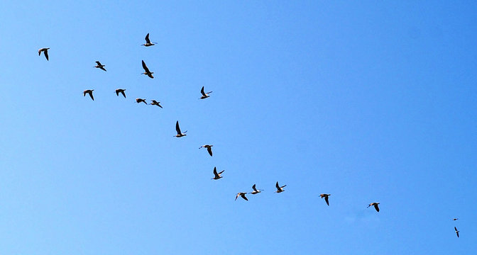 les oiseaux de passage
