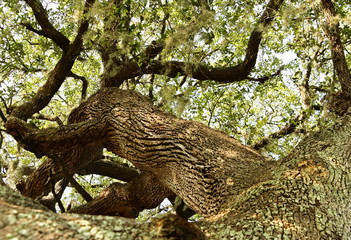 oak tree