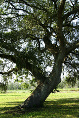 oak tree 2