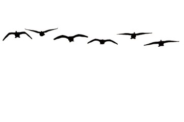 canadian geese isolated on white background