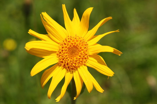 arnika auf einer almwiese