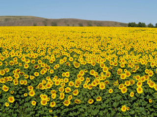 blissful field of sunflowers #2
