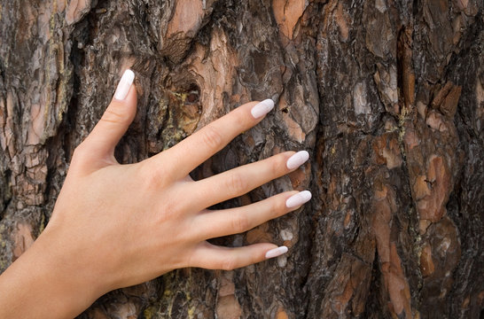 french manicure on a background of a bark-1