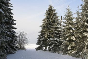 snowy fir trees (pines)