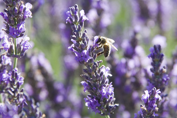abeilles et lavandes