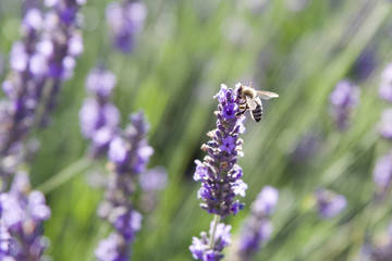 abeilles et lavandes