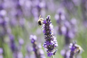 abeilles et lavandes