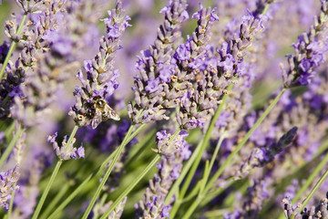 Naklejka premium abeilles et lavandes