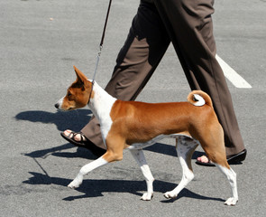 basenji pacing